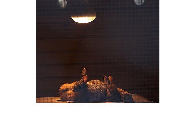 Büyükşehir Doğal Yaşam Parkı'nda kış tedbirleri