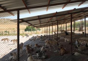 Adıyaman Belediyesinden sokak hayvanlarına doğal yaşam ve gölgelik desteği - Videolu Haber
