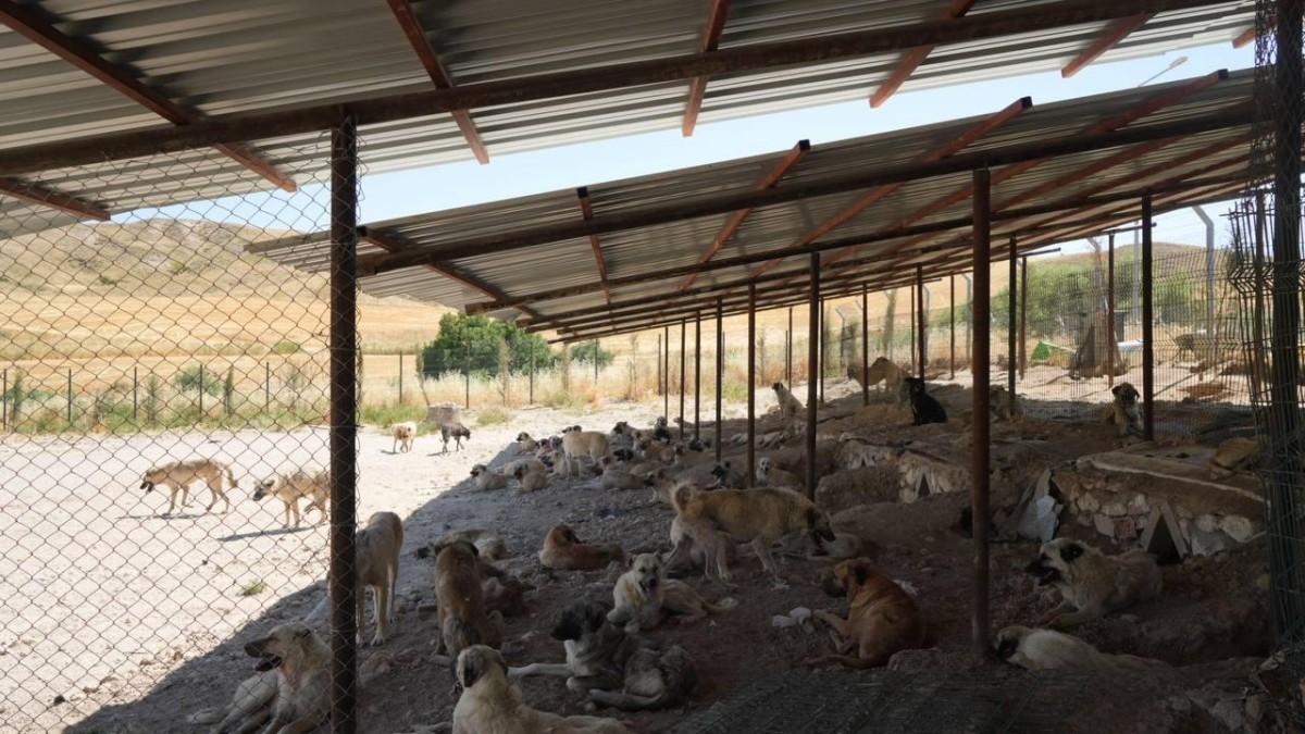 Adıyaman Belediyesinden sokak hayvanlarına doğal yaşam ve gölgelik desteği - Videolu Haber Adıyaman Belediyesinden sokak hayvanlarına doğal yaşam ve gölgelik desteği - Videolu Haber
