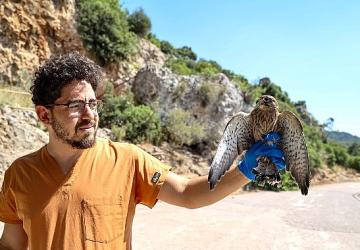 Yetişkinliğe erişen kerkenez yavruları doğal ortamlarına bırakıldı
