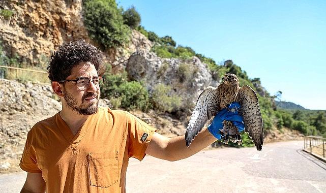 Yetişkinliğe erişen kerkenez yavruları doğal ortamlarına bırakıldı Yetişkinliğe erişen kerkenez yavruları doğal ortamlarına bırakıldı