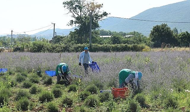 Nilüfer'de lavanta hasadı başladı Nilüfer'de lavanta hasadı başladı