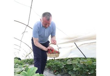 Başkan Büyükakın çilek hasadına katıldı