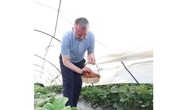 Başkan Büyükakın çilek hasadına katıldı