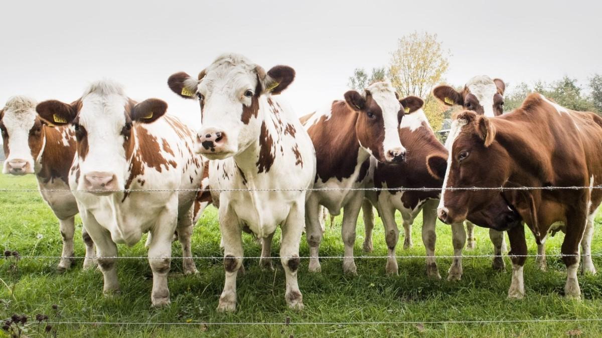 Kuraklık hayvancılığı tehdit ediyor: Isı stresi süt ve et üretimini düşürüyor, hayvansal gıdaya erişim zorlaşabilir Kuraklık hayvancılığı tehdit ediyor: Isı stresi süt ve et üretimini düşürüyor, hayvansal gıdaya erişim zorlaşabilir