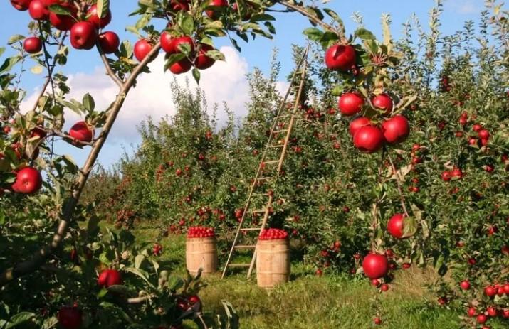 Tarımda Planlı Dönem: Meyve Bahçelerine Kısıtlama Getirildi Tarımda Planlı Dönem: Meyve Bahçelerine Kısıtlama Getirildi