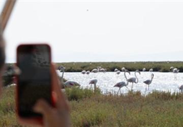 Flamingo Yolu turları başladı