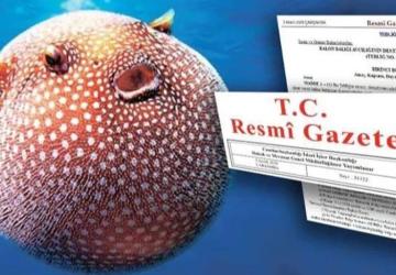 Balon Balığı Avcılığına Yeni Teşvik: Ödemeler Yükseliyor!