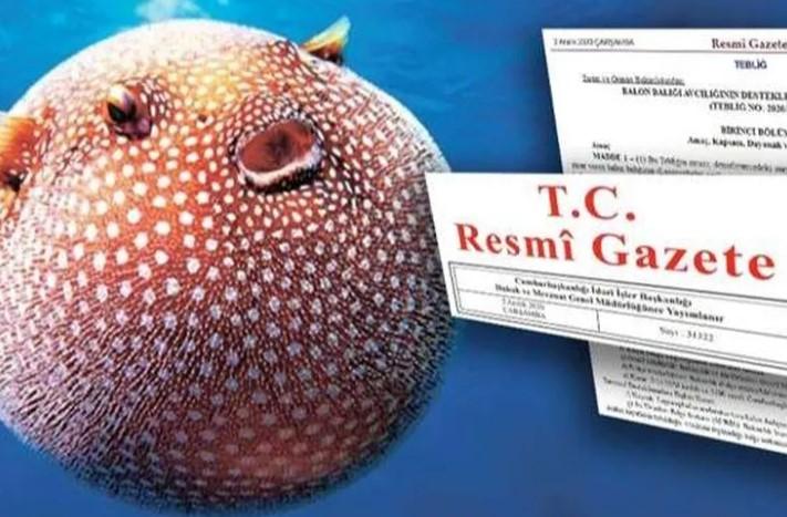 Balon Balığı Avcılığına Yeni Teşvik: Ödemeler Yükseliyor!