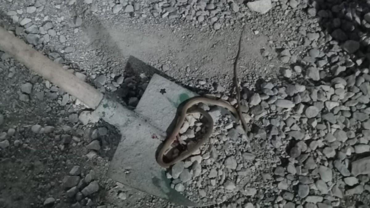 Adıyaman’da yılan paniği: Konteyner kentte yılan görüldü, vatandaşlar uyarıldı Adıyaman’da yılan paniği: Konteyner kentte yılan görüldü, vatandaşlar uyarıldı