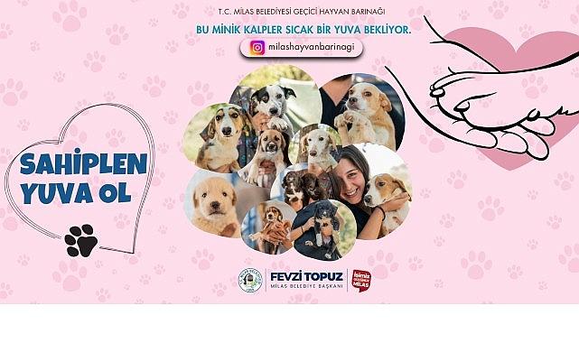 Sevimli Dostlarımız Sıcak Yuvalarını Bekliyor Sevimli Dostlarımız Sıcak Yuvalarını Bekliyor