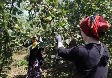 Ordu, ‘Fındık Dalda’ Projesiyle Büyük İlgi Topladı