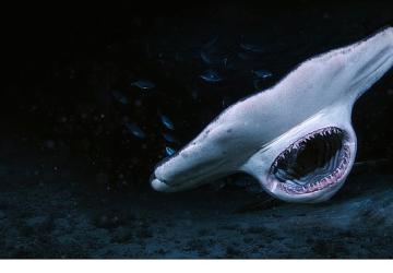 3 Bölümden Oluşan Seri 'Köpekbalığı Saldırınca Özel', 6 Temmuz Pazar 21.00'de National Geographic WILD Ekranlarında Başlıyor!