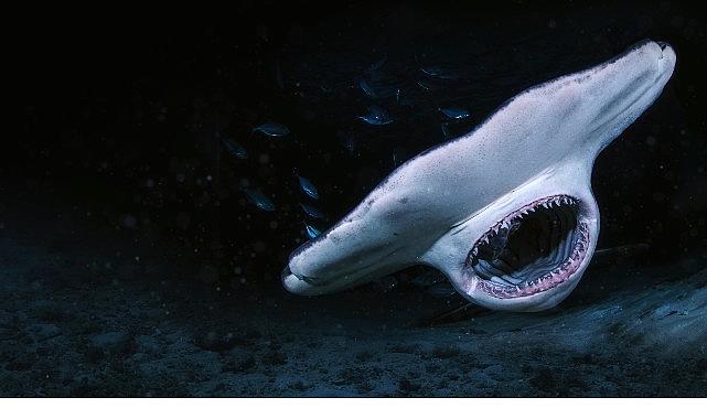 3 Bölümden Oluşan Seri 'Köpekbalığı Saldırınca Özel', 6 Temmuz Pazar 21.00'de National Geographic WILD Ekranlarında Başlıyor! 3 Bölümden Oluşan Seri 'Köpekbalığı Saldırınca Özel', 6 Temmuz Pazar 21.00'de National Geographic WILD Ekranlarında Başlıyor!