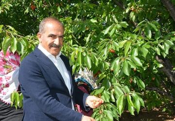 Uçak; “Don kirazı, kiraz ihracatı vurdu"