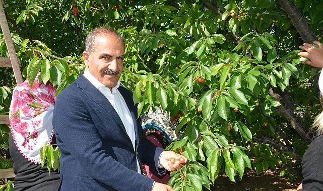 Uçak; “Don kirazı, kiraz ihracatı vurdu" Uçak; “Don kirazı, kiraz ihracatı vurdu"
