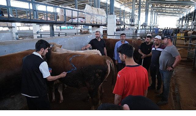 Hayvan Pazarları İkinci Bir Emre Kadar Kapatıldı Hayvan Pazarları İkinci Bir Emre Kadar Kapatıldı