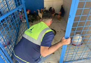 İzmir'deki yangından kurtarılan tavuklarına kavuştu