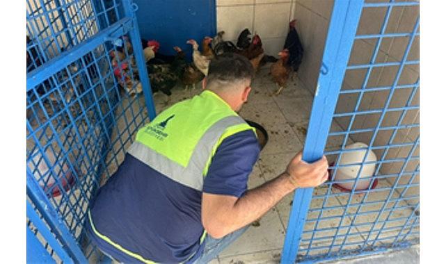 İzmir'deki yangından kurtarılan tavuklarına kavuştu İzmir'deki yangından kurtarılan tavuklarına kavuştu