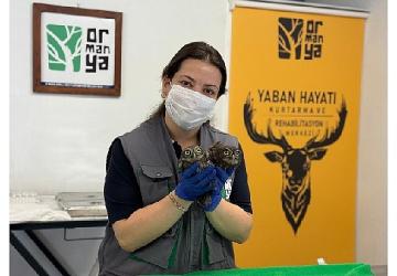 İtfaiyeden baykuş operasyonu