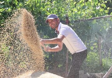 Korkuteli Yeşiloba Yaylası'nda buğday hasadı başladı