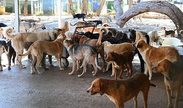Kemer Belediyesi “Can dostlarının yanında" Kemer Belediyesi “Can dostlarının yanında"