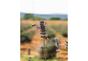 Milas Belediyesi Lavanta Hasadı Gerçekleştirdi