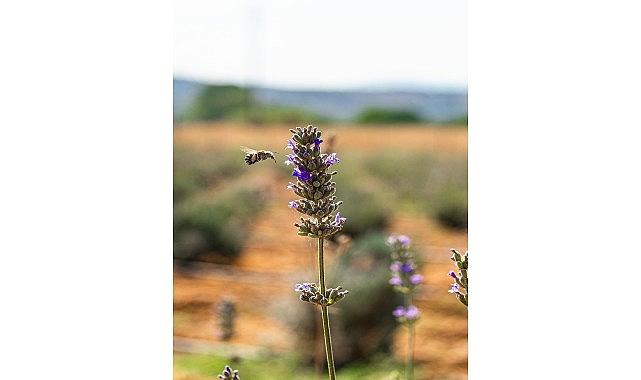 Milas Belediyesi Lavanta Hasadı Gerçekleştirdi