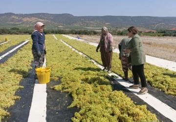 CHP’li Karaca, üzüm üreticilerinin sorunlarına dikkat çekti