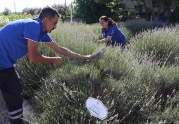Muğla’da Aromatik Bitkiler Ekonomiye Değer Katıyor