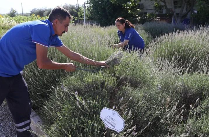 Muğla’da Aromatik Bitkiler Ekonomiye Değer Katıyor Muğla’da Aromatik Bitkiler Ekonomiye Değer Katıyor