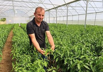 Modern seralarda hasat bereketi