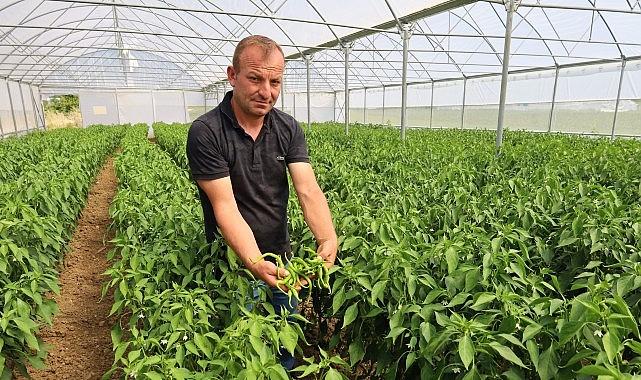 Modern seralarda hasat bereketi Modern seralarda hasat bereketi