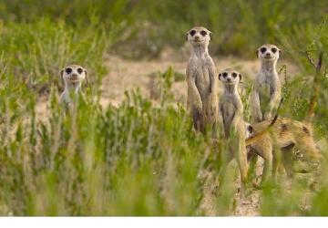 'Doğanın Dahileri', 20 Ağustos Çarşamba 20.00'de National Geographic WILD Ekranlarında!