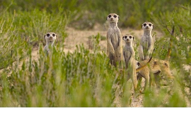 'Doğanın Dahileri', 20 Ağustos Çarşamba 20.00'de National Geographic WILD Ekranlarında! 'Doğanın Dahileri', 20 Ağustos Çarşamba 20.00'de National Geographic WILD Ekranlarında!