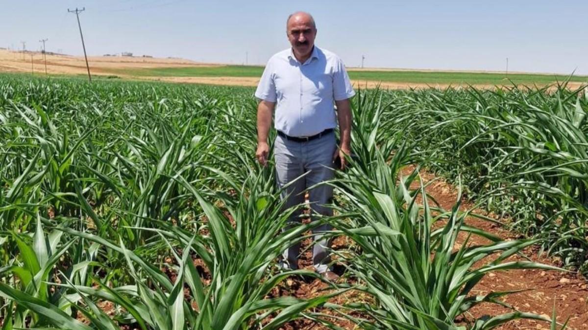 DEVA Parti’li Mehmet Anaç: ‘500 bin ton sıfır vergili mısır ithalatı tarımı iflasa sürükler’ DEVA Parti’li Mehmet Anaç: ‘500 bin ton sıfır vergili mısır ithalatı tarımı iflasa sürükler’
