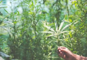 Tıbbi Kenevir Eczanelerde Satılacak