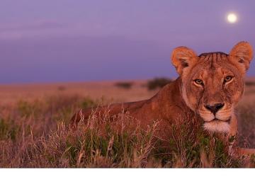 'Ölümcül Safari', Serinin Devam Bölümleriyle 7 Eylül'den İtibaren Pazar Günleri 20.00'de National Geographic WILD Ekranlarında!