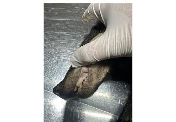 Kuzdere'de bulunan porsuk tedavi altına alındı