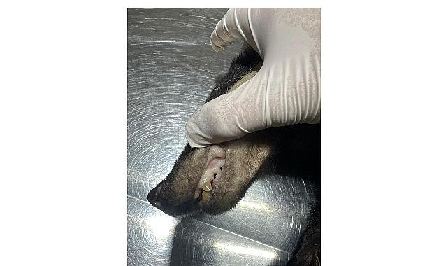 Kuzdere'de bulunan porsuk tedavi altına alındı