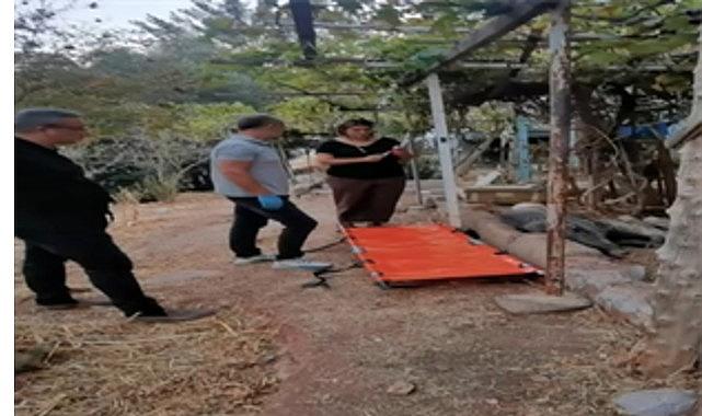 Ateşli silahla yaralanan domuz Doğal Yaşam Parkı'nda sağlığına kavuştu Ateşli silahla yaralanan domuz Doğal Yaşam Parkı'nda sağlığına kavuştu