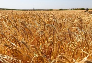 Anadolu Efes, Onarıcı Tarım Faaliyetleriyle Yetiştirilen İlk Arpa Hasadını Gerçekleştirdi