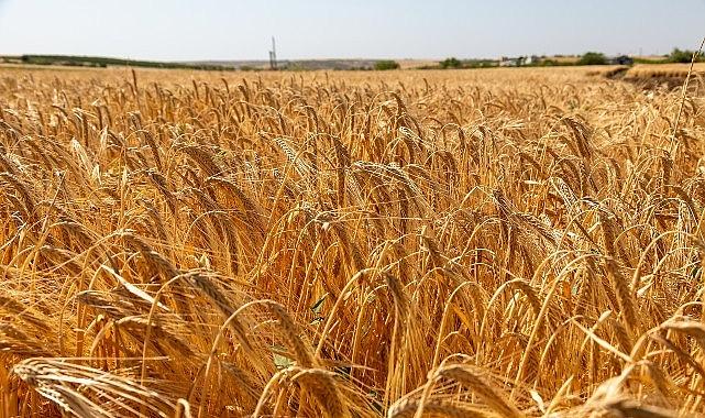 Anadolu Efes, Onarıcı Tarım Faaliyetleriyle Yetiştirilen İlk Arpa Hasadını Gerçekleştirdi