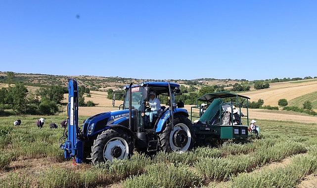 Kocaeli'de kekik hasadı başladı Kocaeli'de kekik hasadı başladı