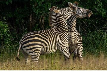 'Nehirde Yaşam Mücadelesi' 2 Ağustos Cumartesi 20.00'de National Geographic WILD Ekranlarında İzleyicilerle Buluşuyor!
