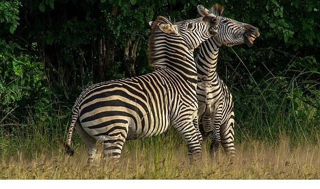 'Nehirde Yaşam Mücadelesi' 2 Ağustos Cumartesi 20.00'de National Geographic WILD Ekranlarında İzleyicilerle Buluşuyor! 'Nehirde Yaşam Mücadelesi' 2 Ağustos Cumartesi 20.00'de National Geographic WILD Ekranlarında İzleyicilerle Buluşuyor!