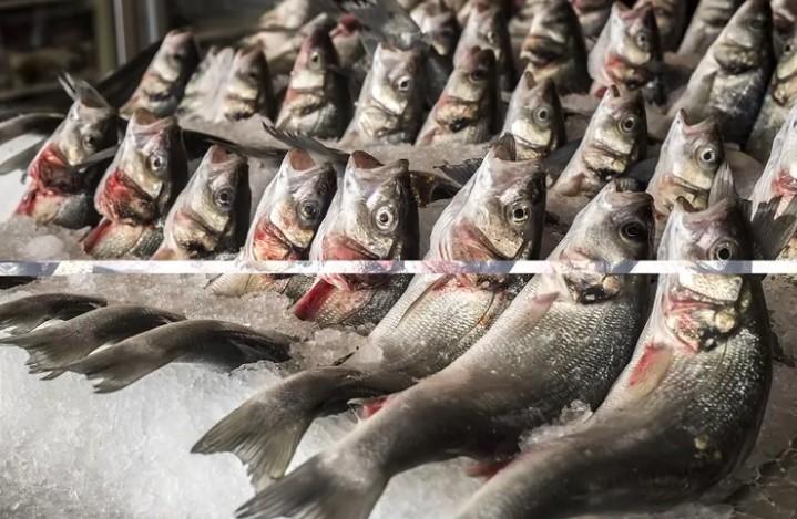 Egeli Firmalar Su Ürünleri İhracatında Öne Çıktı Egeli Firmalar Su Ürünleri İhracatında Öne Çıktı