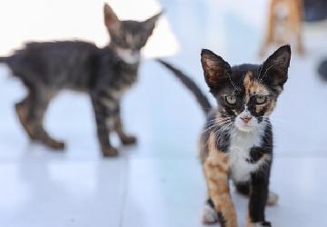 Buca'daki can dostlar sizi bekliyor