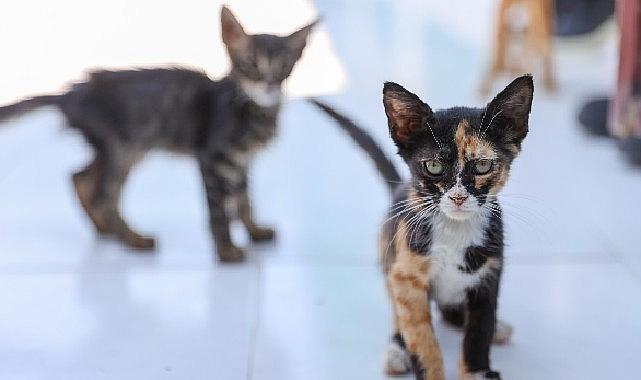 Buca'daki can dostlar sizi bekliyor Buca'daki can dostlar sizi bekliyor