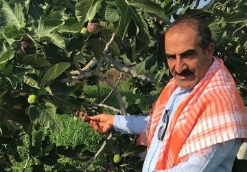 Cennet meyvesi incirler oldu ihracat yolculuğu başladı